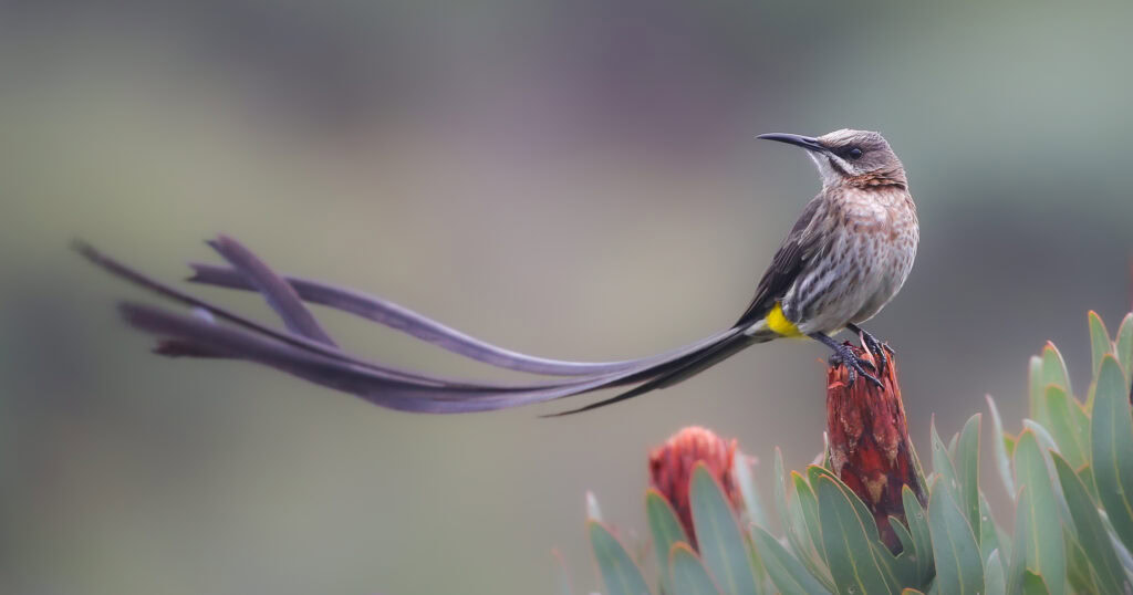 Top Things To Do in Plettenberg Bay