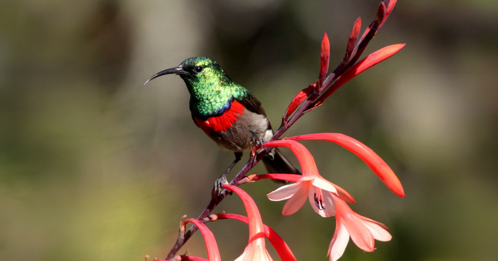 Birdwatching in Plettenberg Bay