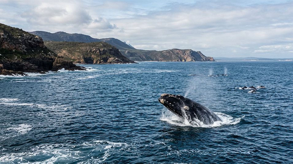Why Spring is The Perfect Time to Visit Plett